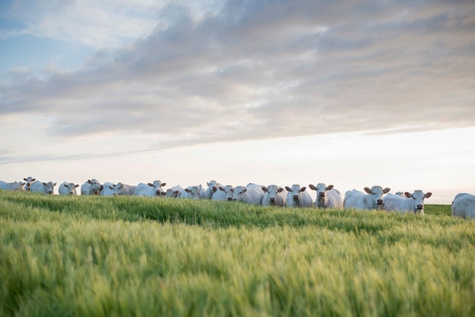 wedding-cows-calais-curious